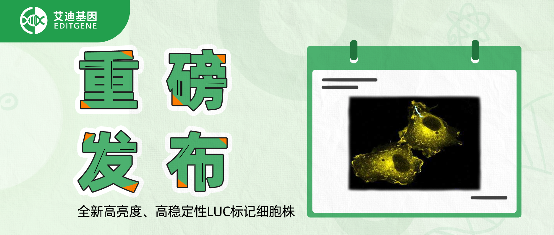 更简单更精确的分子静态观察工具-全新高亮度、高稳定性LUC标记细胞株重磅发布！